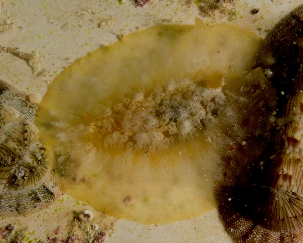 Doriopsilla areolata